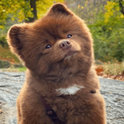 Bertram The Pomeranian BERT Logo