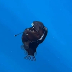 Project thumbnail: Black Devil ANGLERFISH Logo