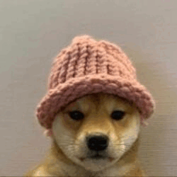 dogwifhat WIF Logo