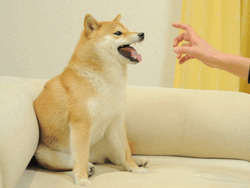 Feisty Doge NFT NFD Logo