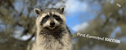 First Convicted RACCON FRED Logo
