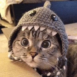 Shark Cat SC Logo
