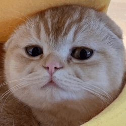 TAOCat by Virtuals TAOCAT Logo