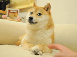 Own The Doge DOG Logo