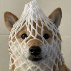 Wrapped DOG WDOG Logo